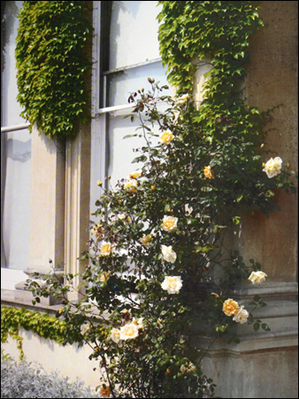 Lady Hillingdon Roses at the American Community School, Vine Lane, Hillingdon